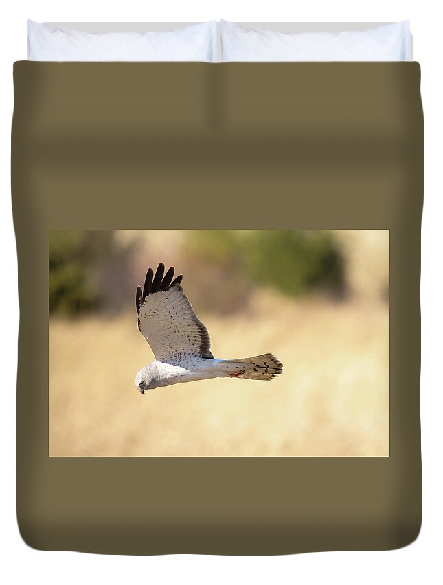 Northern Harrier Hawk Duvet Cover featuring the photograph Northern Harrier Hawk #1 by Brook Burling