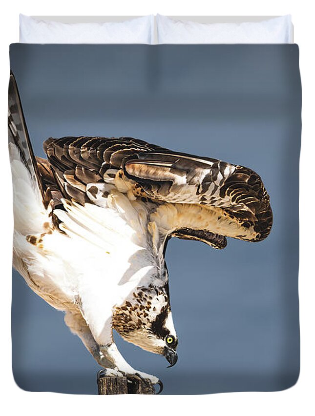 Osprey Duvet Cover featuring the photograph Ready to Fly #1 by Bonny Puckett