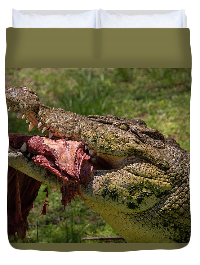Saltwater Duvet Cover featuring the photograph Saltwater Crocodile Eating by Carolyn Hutchins