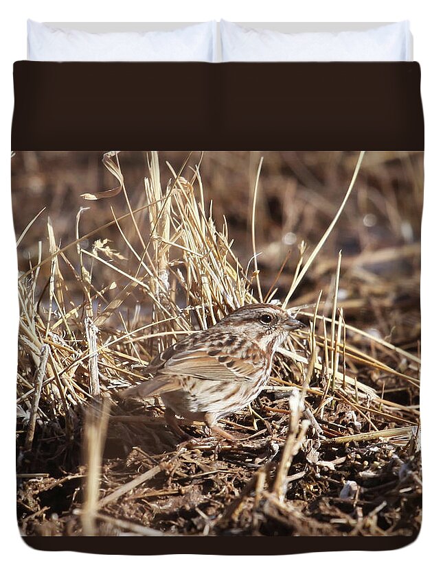 Song Sparrow Duvet Cover featuring the photograph Song Sparrow #1 by Robert Harris