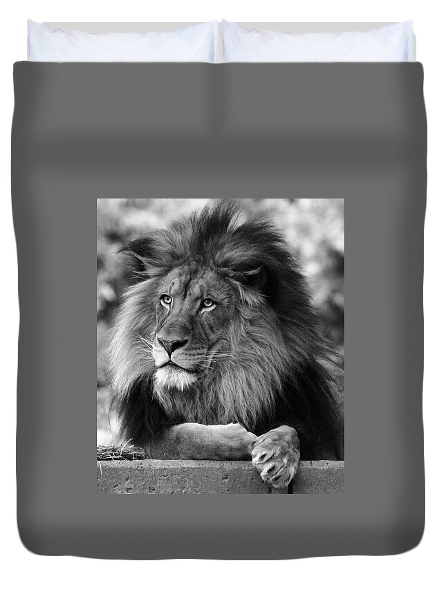 Male Lion Duvet Cover featuring the photograph The King in b/w #1 by Ronda Ryan