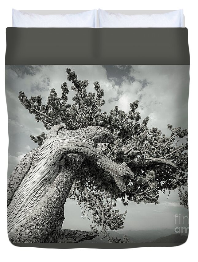 Ancient Sentinels Duvet Cover featuring the photograph Twisted by Maresa Pryor-Luzier