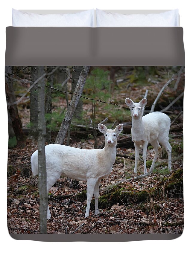Whitetail Deer Duvet Cover featuring the photograph White Deer #12 by Brook Burling