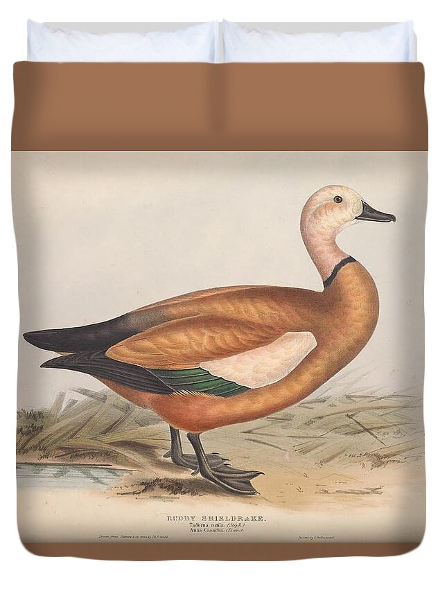 Ducks Duvet Cover featuring the mixed media Beautiful antique waterfowl #142 by World Art Collective