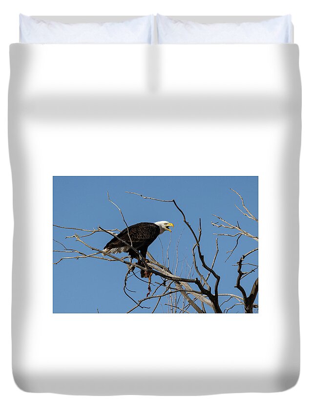 Bald Eagle Duvet Cover featuring the photograph Bald Eagle Guards its Meal #2 by Tony Hake