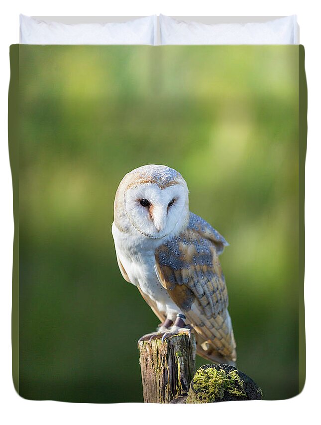 Barn Owl Duvet Cover featuring the photograph Barn Owl by Anita Nicholson