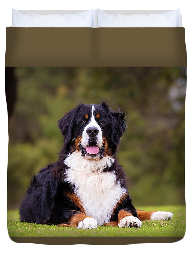 Bernese Mountain Dog Duvet Cover featuring the photograph Bernese Mountain Dog #3 by Diana Andersen