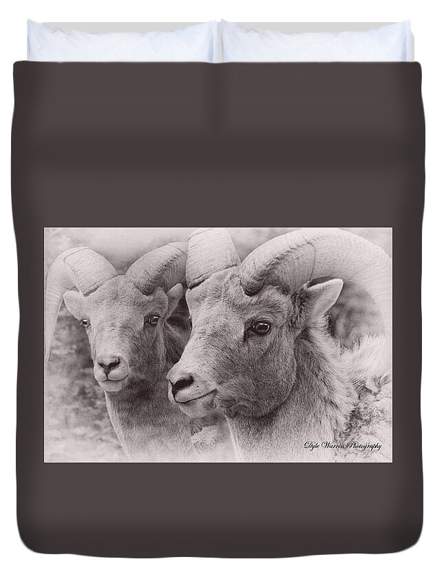 Animals Duvet Cover featuring the photograph Big Horn #2 by Dyle Warren