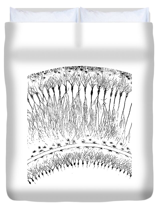 Cortical Neurons Duvet Cover featuring the digital art Cortical Neurons #2 by Erzebet S