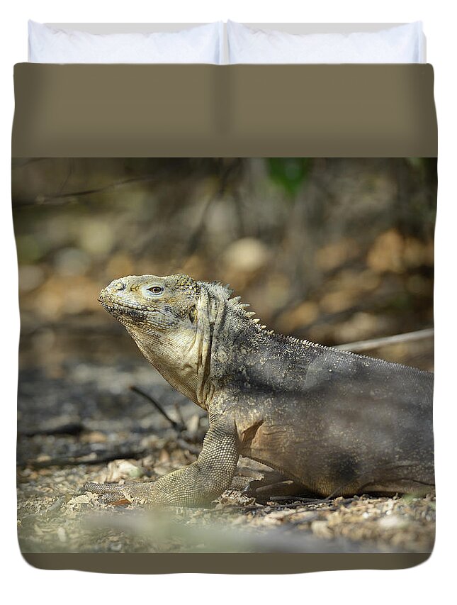 Republic Of Ecuador Duvet Cover featuring the photograph Galapagos land iguana, Conolophus subcristatus, Urbina Bay, Isabela Island, Galapagos Islands, Ecuador #2 by Kevin Oke
