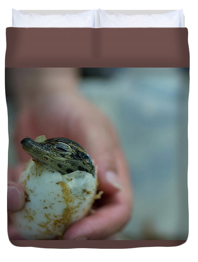 Hatchling Duvet Cover featuring the photograph Hatchling Alligator #1 by Carolyn Hutchins