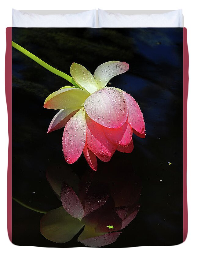 Lotus Flower Duvet Cover featuring the photograph Lotus Flower Drooping in the Rain #2 by Shixing Wen