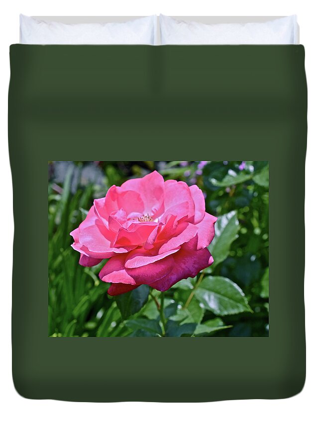 Rose Duvet Cover featuring the photograph 2020 Mid June Garden Rose by Janis Senungetuk