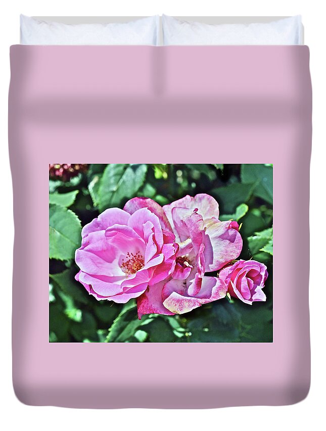 Roses Duvet Cover featuring the photograph 2020 Mid June Garden Shrub Roses 1 by Janis Senungetuk