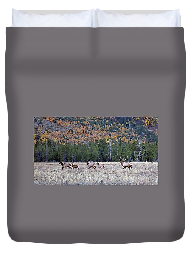 Elk Duvet Cover featuring the photograph 2020 Teton Elk by Jean Clark