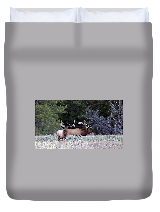 Elk Duvet Cover featuring the photograph 2020 Two Bull Elk by Jean Clark