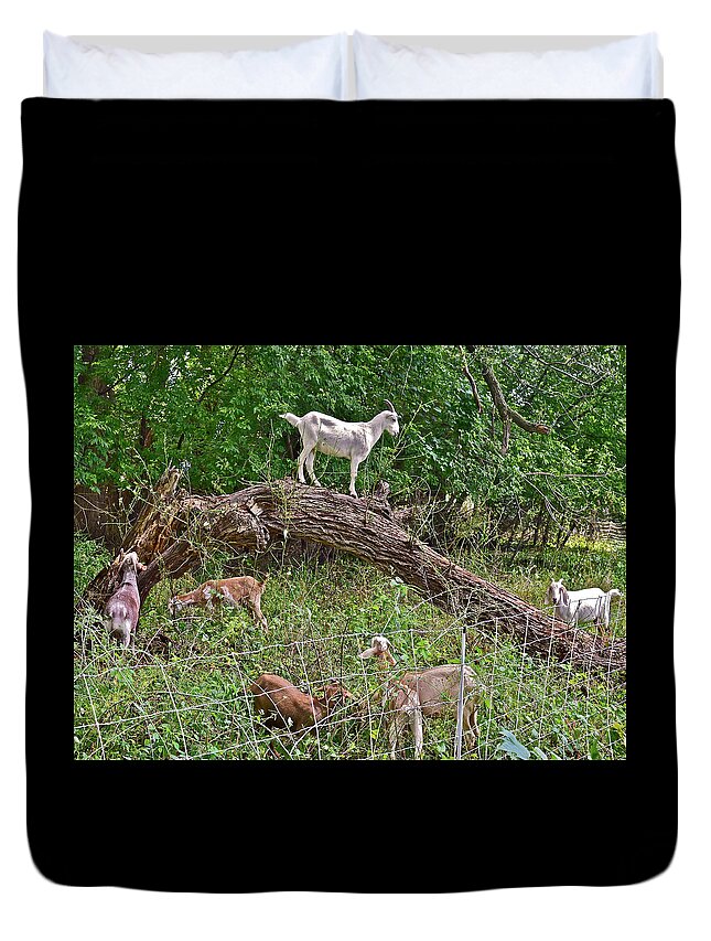 Goat Duvet Cover featuring the photograph 2021 Backyard Goats 4 by Janis Senungetuk