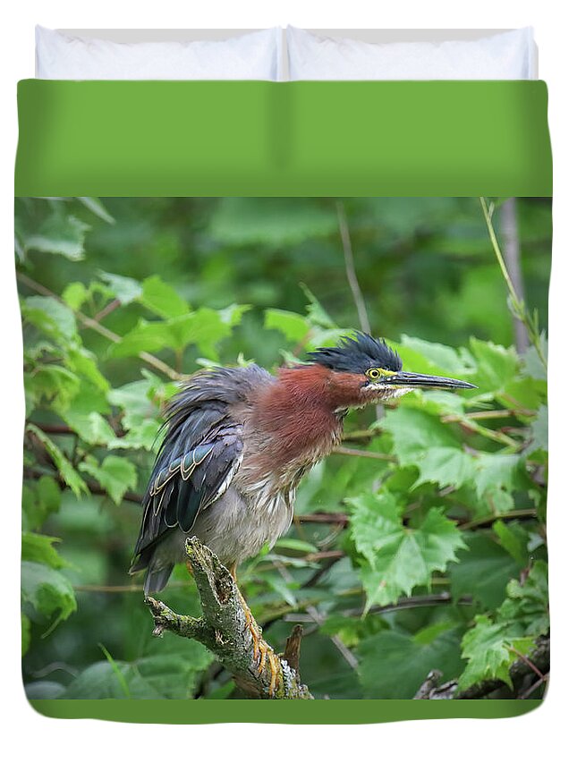 Green Heron Duvet Cover featuring the photograph Green Heron #3 by Brook Burling