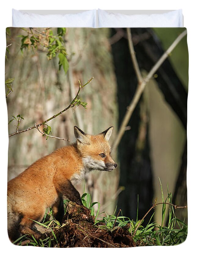 Fox Duvet Cover featuring the photograph Fox Kit #36 by Brook Burling