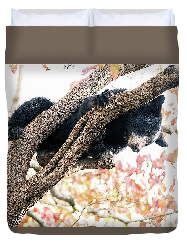 Asheville Bear Duvet Cover featuring the photograph Young Bear in Dogwood Tree #4 by David Oppenheimer