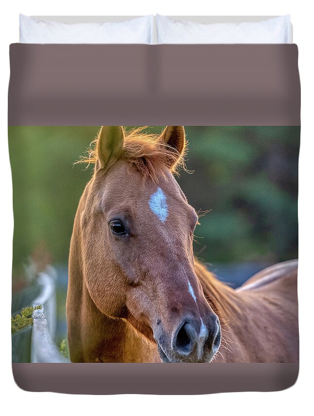 Airey Duvet Cover featuring the photograph Autumn Horses of Uxbridge #5 by Dee Potter