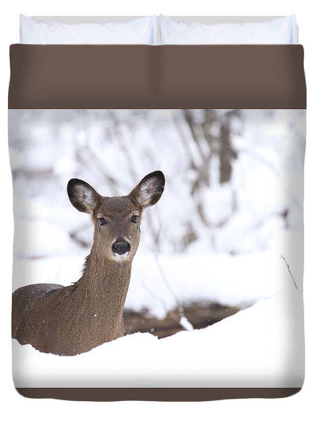 Whitetail Deer Duvet Cover featuring the photograph Whitetail Deer #52 by Brook Burling