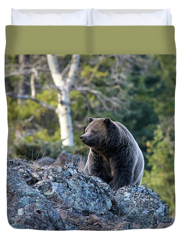Yellowstone Duvet Cover featuring the photograph Ice Box Canyon Grizzly #7 by Patrick Nowotny
