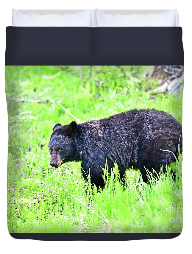 Black Bear Duvet Cover featuring the photograph A Black Bear at Yellowstone by Amazing Action Photo Video