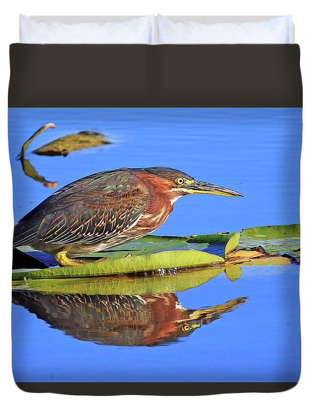 Green Heron Duvet Cover featuring the photograph A Green Heron on a Lotus Pad by Shixing Wen