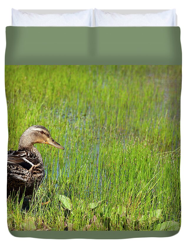 Spring Duck Duvet Cover featuring the photograph A Lone Mallard by Karol Livote