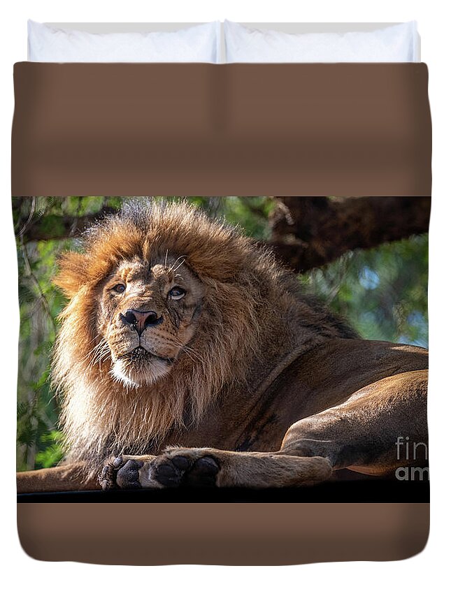 David Levin Photography Duvet Cover featuring the photograph A Lounging Lion by David Levin
