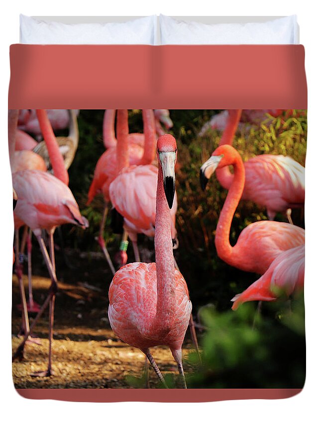 American Flamingo Duvet Cover featuring the photograph American flamingo - Hey, you stay by Vaclav Sonnek
