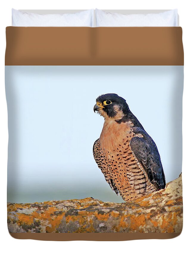 Peregrine Falcon Duvet Cover featuring the photograph A Peregrine Falcon Perched on Top of the Miners Castle by Shixing Wen