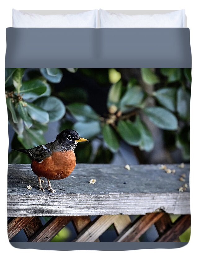 Robin Duvet Cover featuring the photograph A Robin with disabilities by Amazing Action Photo Video