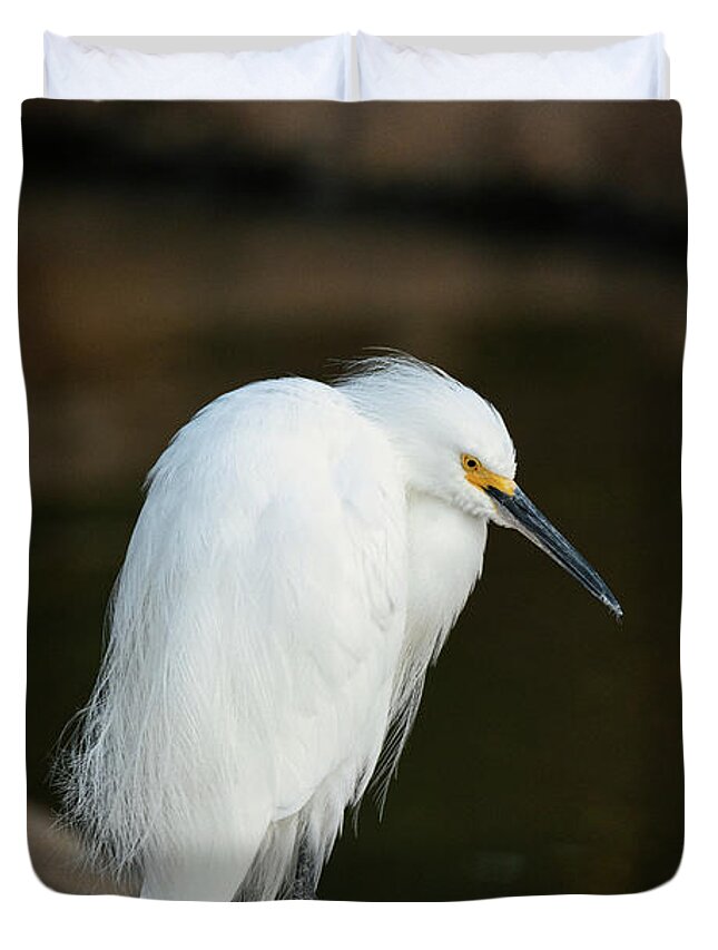 Snowy White Duvet Cover featuring the photograph A Snowy White Egret standing on a log by Abigail Diane Photography