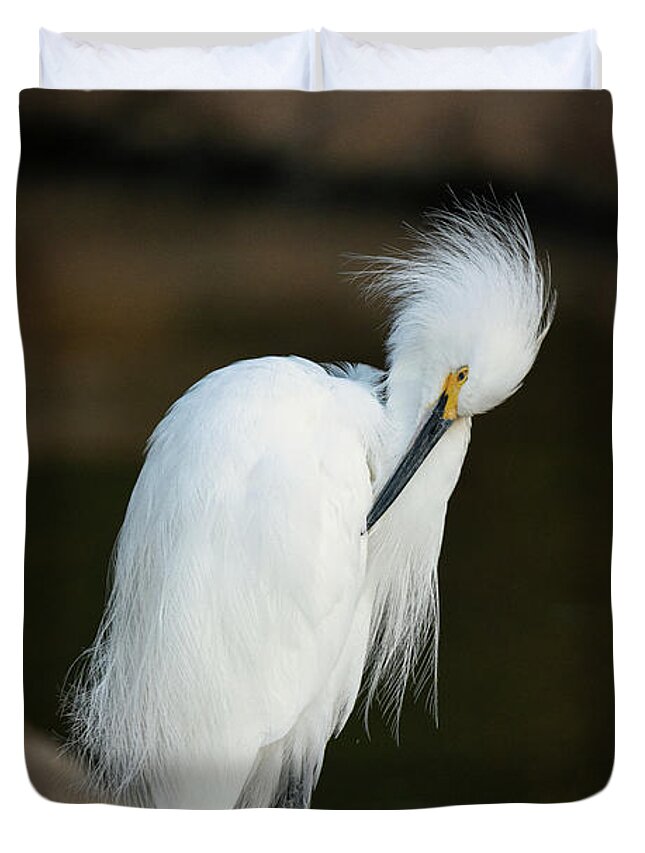 Egret Duvet Cover featuring the photograph A standing Snowy White Egret by Abigail Diane Photography