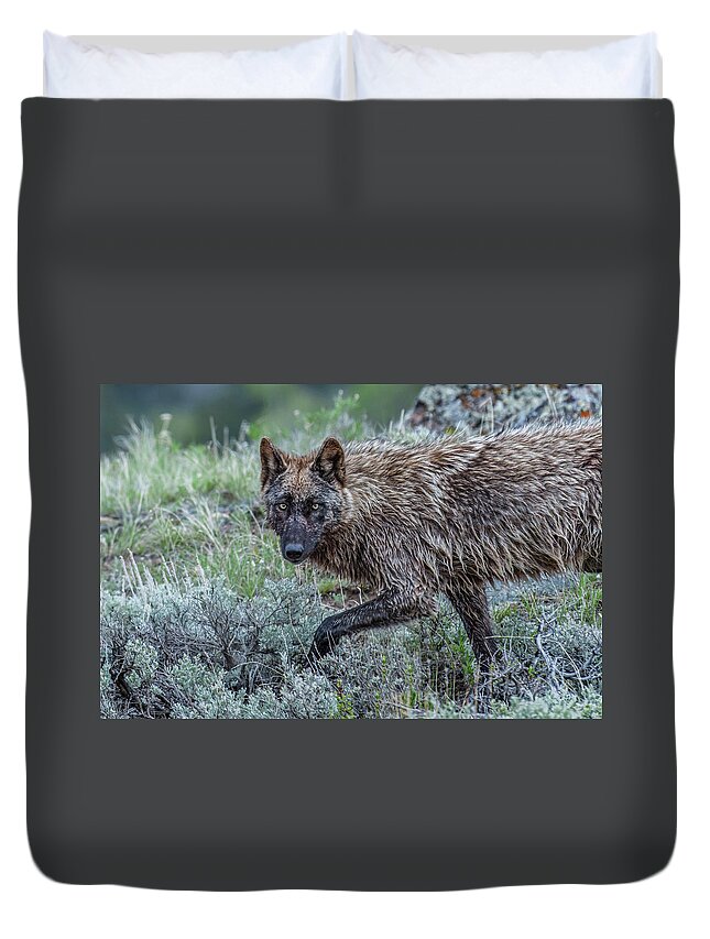 Star Duvet Cover featuring the photograph A Star In Lamar by Yeates Photography