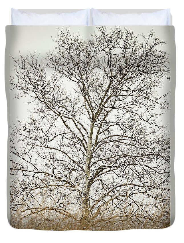 Blackwell Forest Preserve Duvet Cover featuring the photograph A Sycamore Tree in Spring Snow by Joni Eskridge