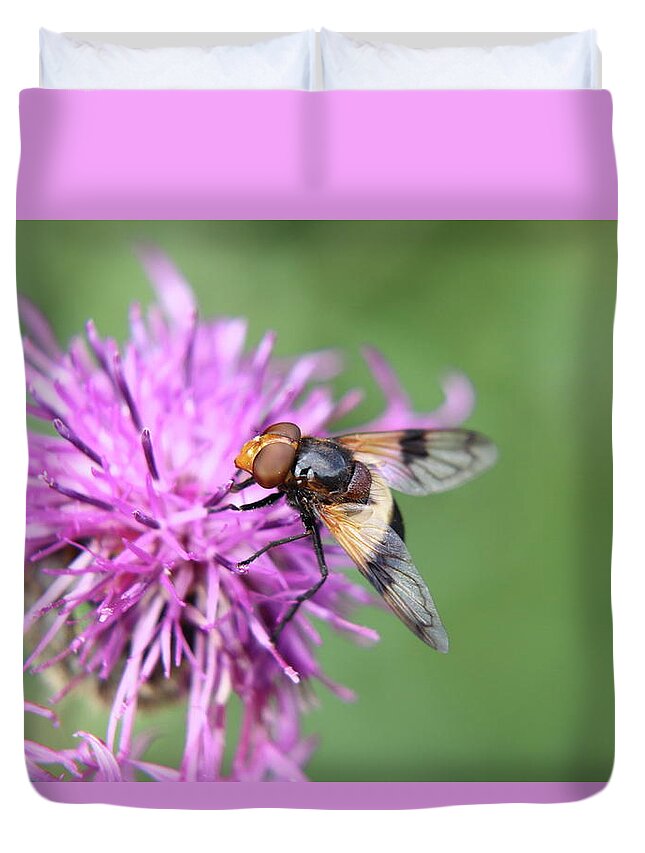 Volucella Pellucens Duvet Cover featuring the photograph A Volucella pellucens pollinating red clover by Vaclav Sonnek