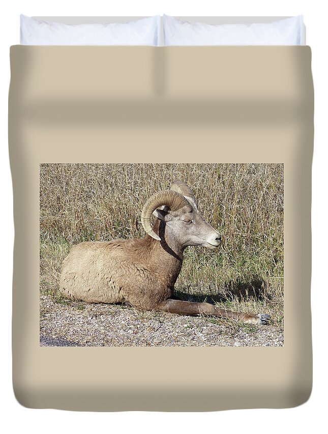 Badlands National Park Duvet Cover featuring the photograph A Young Bighorn by Rosanne Licciardi