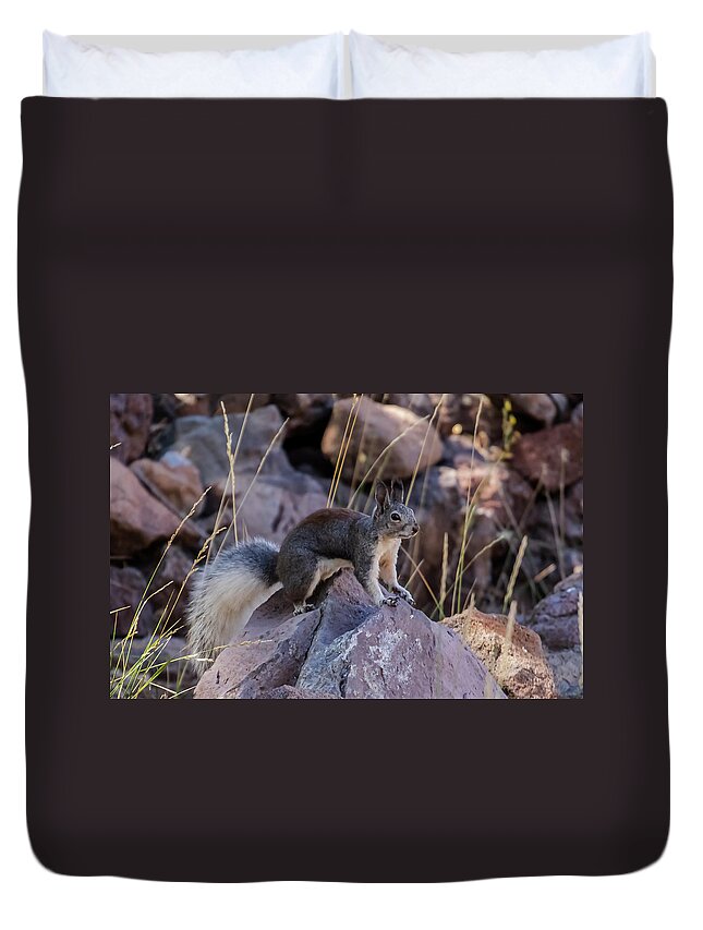 Squirrel Duvet Cover featuring the photograph Abert's Squirrel by Laura Putman