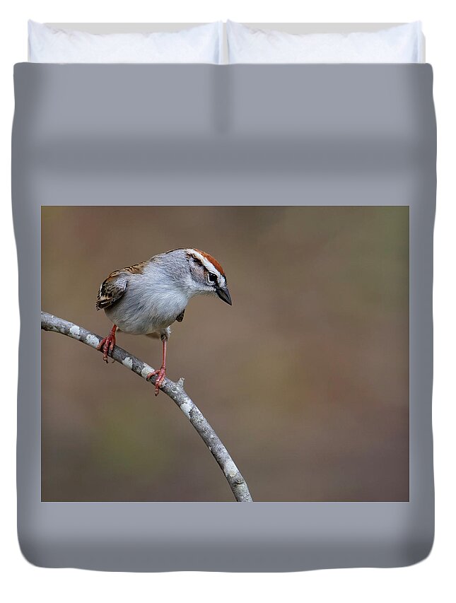 Bird Duvet Cover featuring the photograph Above the Curve by Art Cole