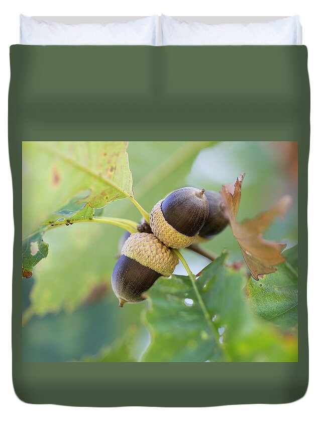 Acrons Duvet Cover featuring the photograph Acorns by David Beechum