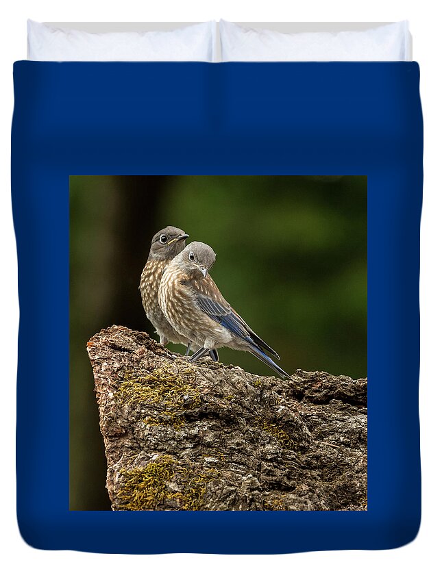 Animal Duvet Cover featuring the photograph Adorable Bluebird Baby Duo by Jean Noren
