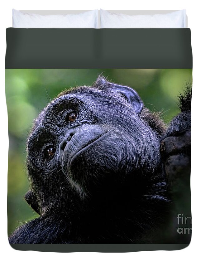 Chimpanzee Duvet Cover featuring the photograph Adult chimpanzee looks down from a tree by Jane Rix