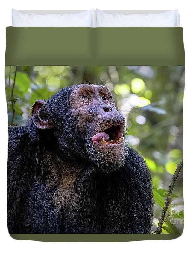 Chimpanzee Duvet Cover featuring the photograph Adult chimpanzee, pan troglodytes, in the tropical rainforest of Kibale National Park, western Uganda. The park conservation programme means that some troupes are habituated for human contact. by Jane Rix