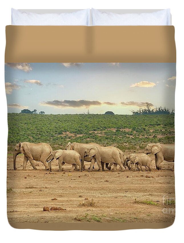 Addo Elephant Park Duvet Cover featuring the photograph African elephants in a row in South Africa by Patricia Hofmeester