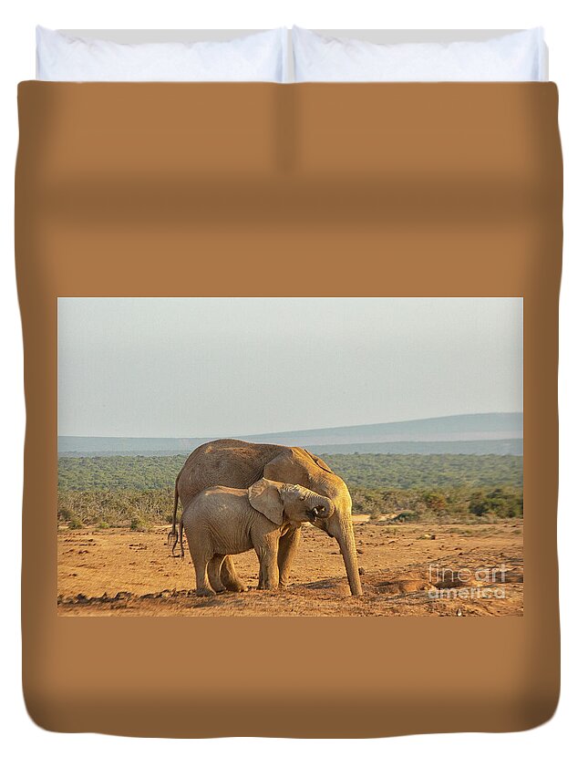 Addo Duvet Cover featuring the photograph African elephants, mother and son , drinking at sunset by Patricia Hofmeester