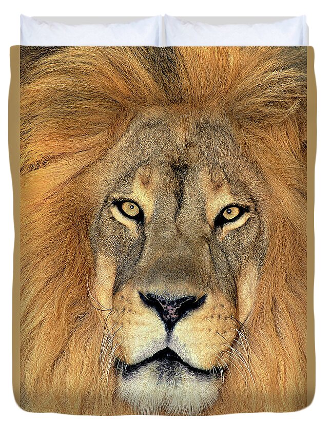 African Lion Duvet Cover featuring the photograph African Lion Portrait Wildlife Rescue by Dave Welling