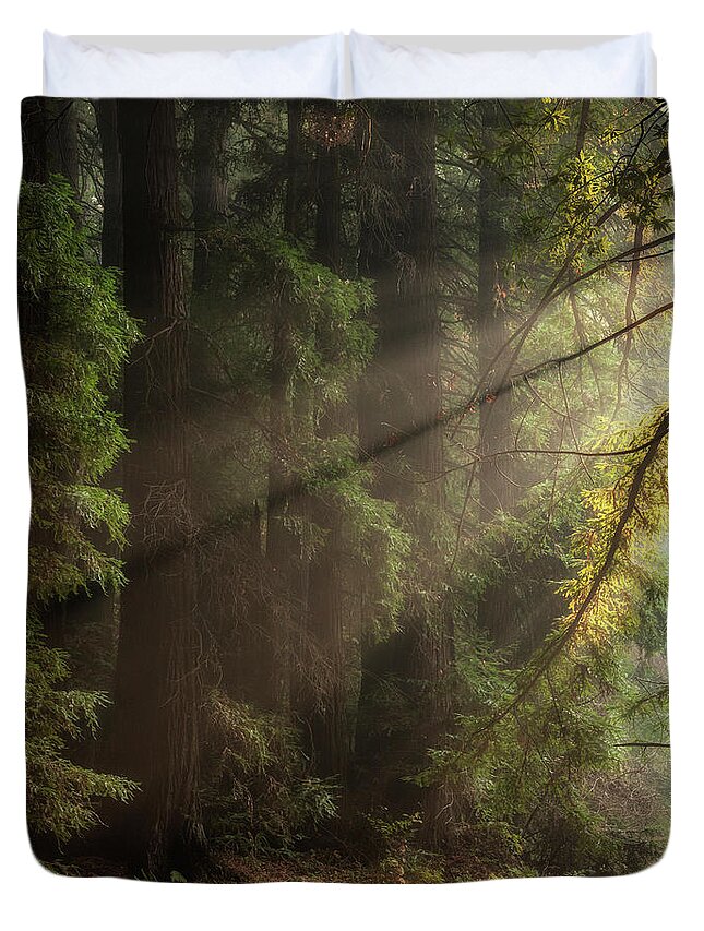 Afternoon Light Duvet Cover featuring the photograph Afternoon light, Roy's Redwoods by Donald Kinney